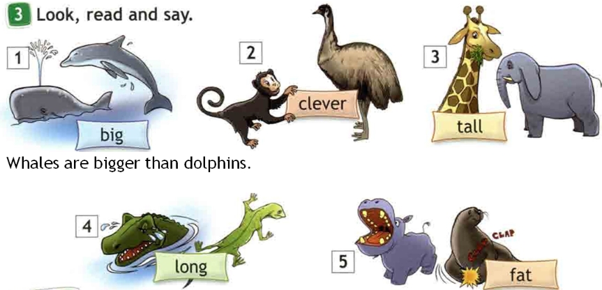 Обезьяна прилагательные. Сравнение животных на английском. Английский язык funny animals. Сравнительный степень прилагательных спотлайт 4. Задания английский английский животные.